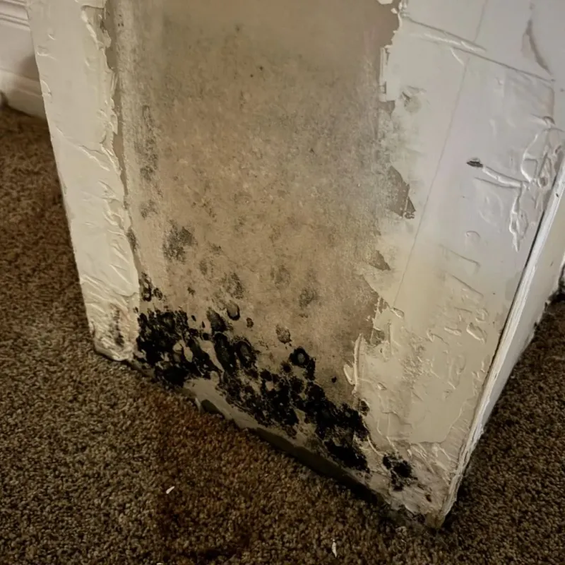 Professional Mold Removal in Iroquois County, IL